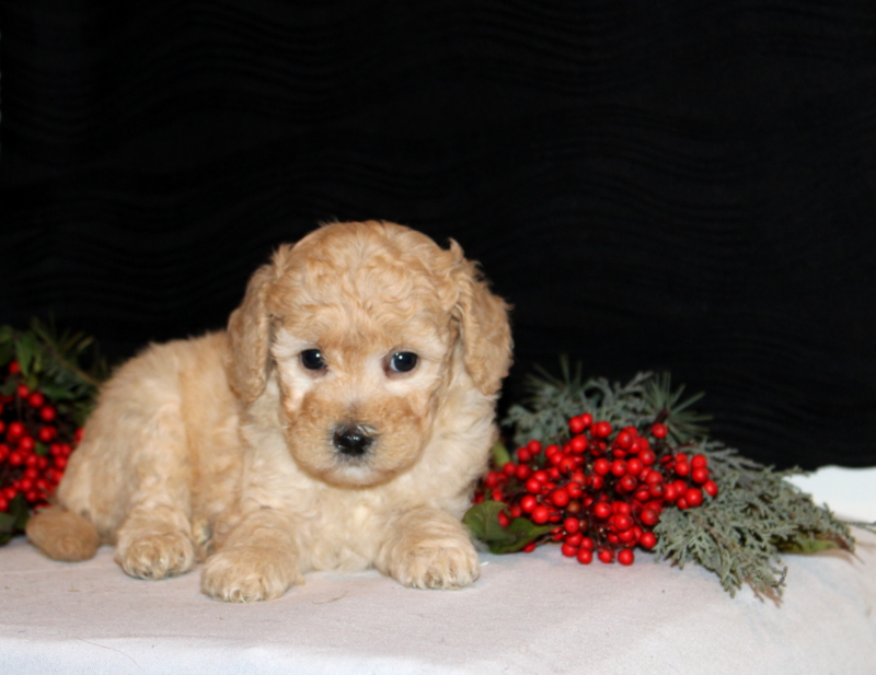 puppy, for, sale, Morki-Poo, Matthew B. Stoltzfus, dog, breeder, Gap, PA, dog-breeder, puppy-for-sale, forsale, nearby, find, puppyfind, locator, puppylocator, aca